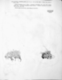 Thamnolia vermicularis image